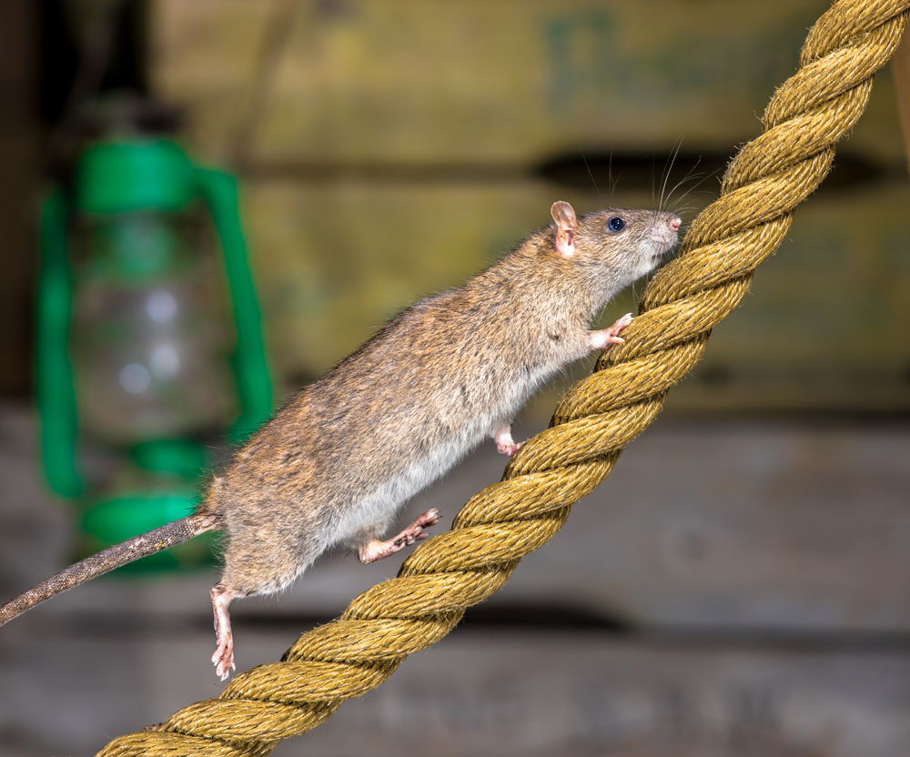 rat on rope